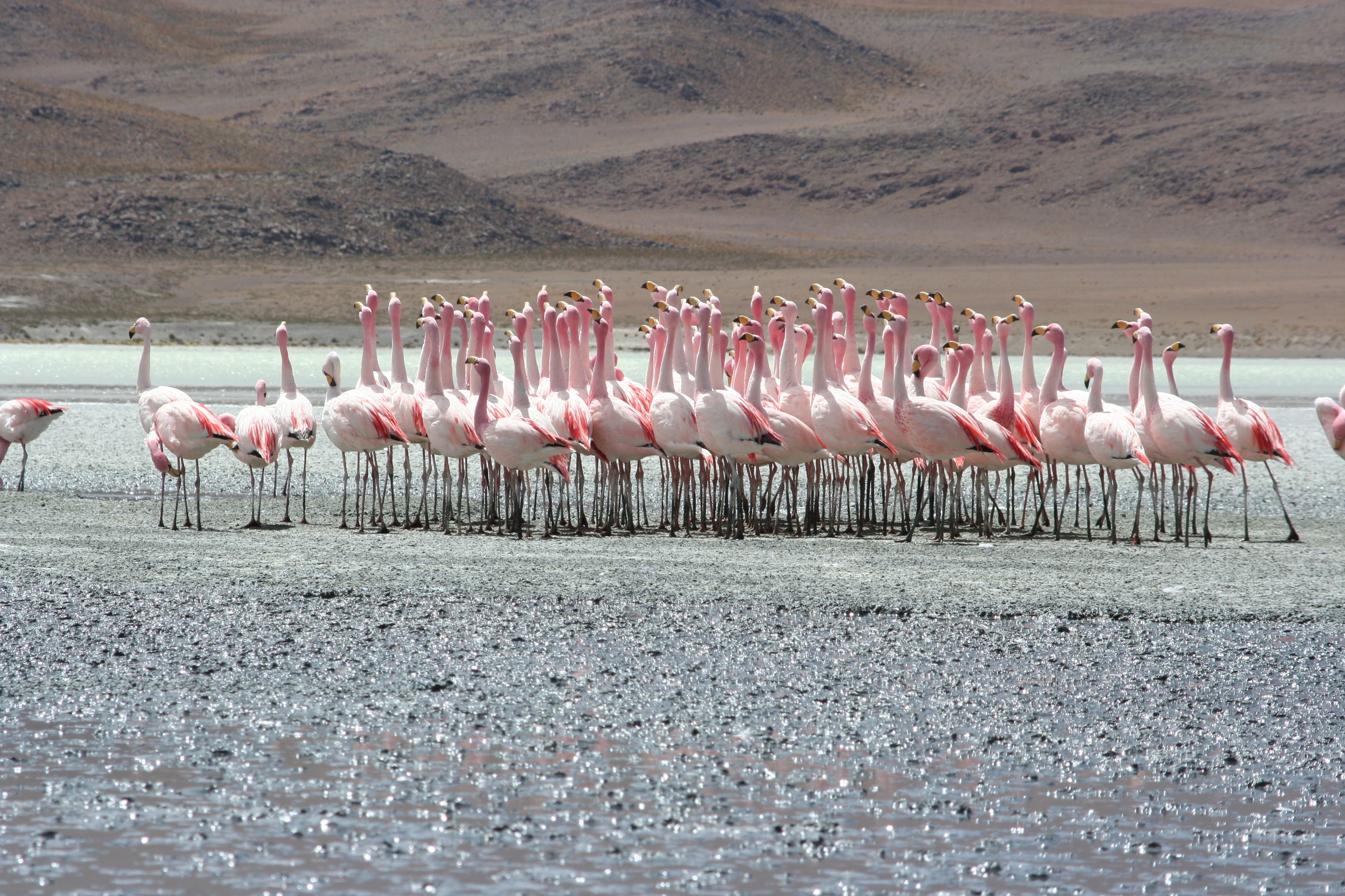 Bolivia deserti e laghi
